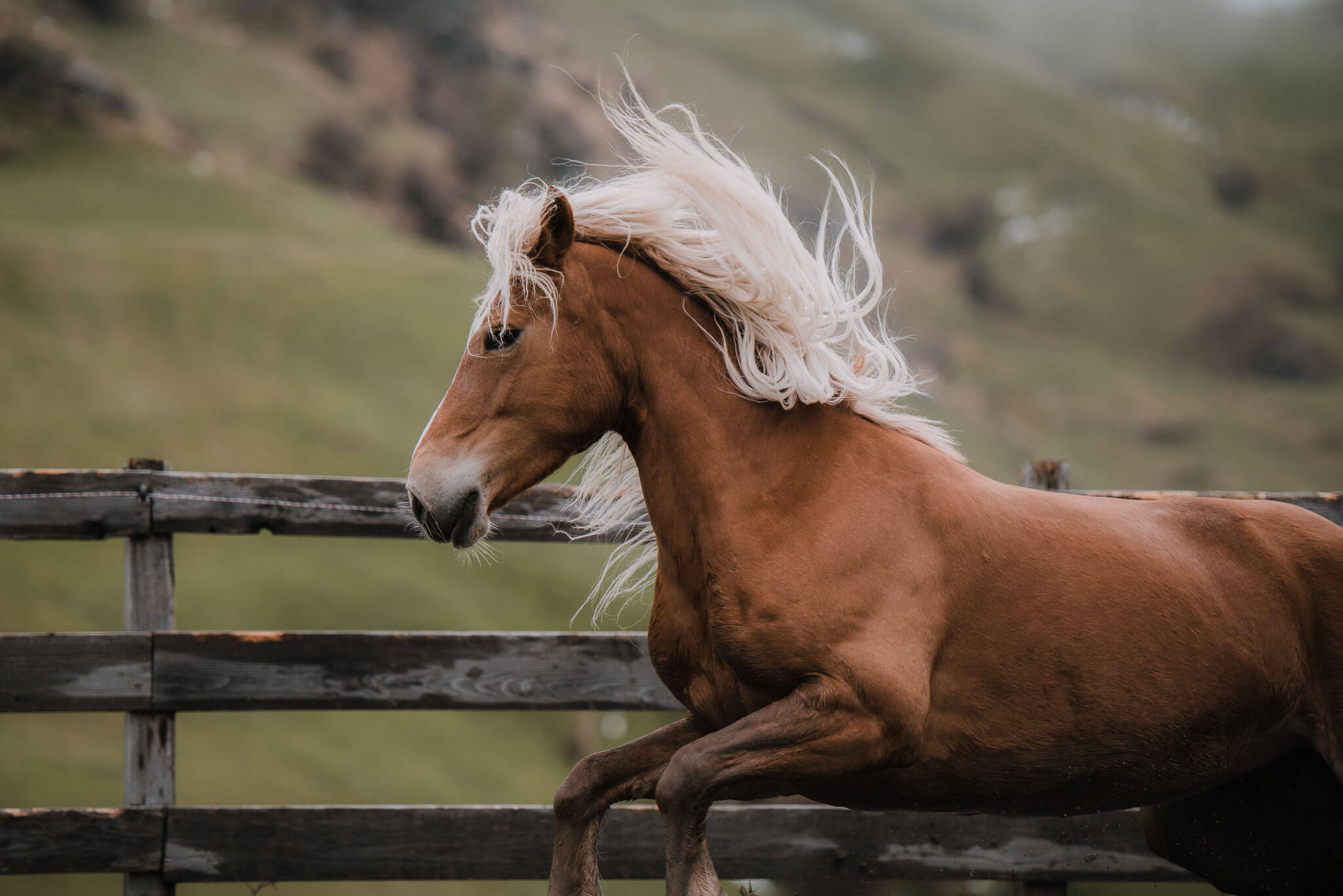Pferdehof - Steinerhof