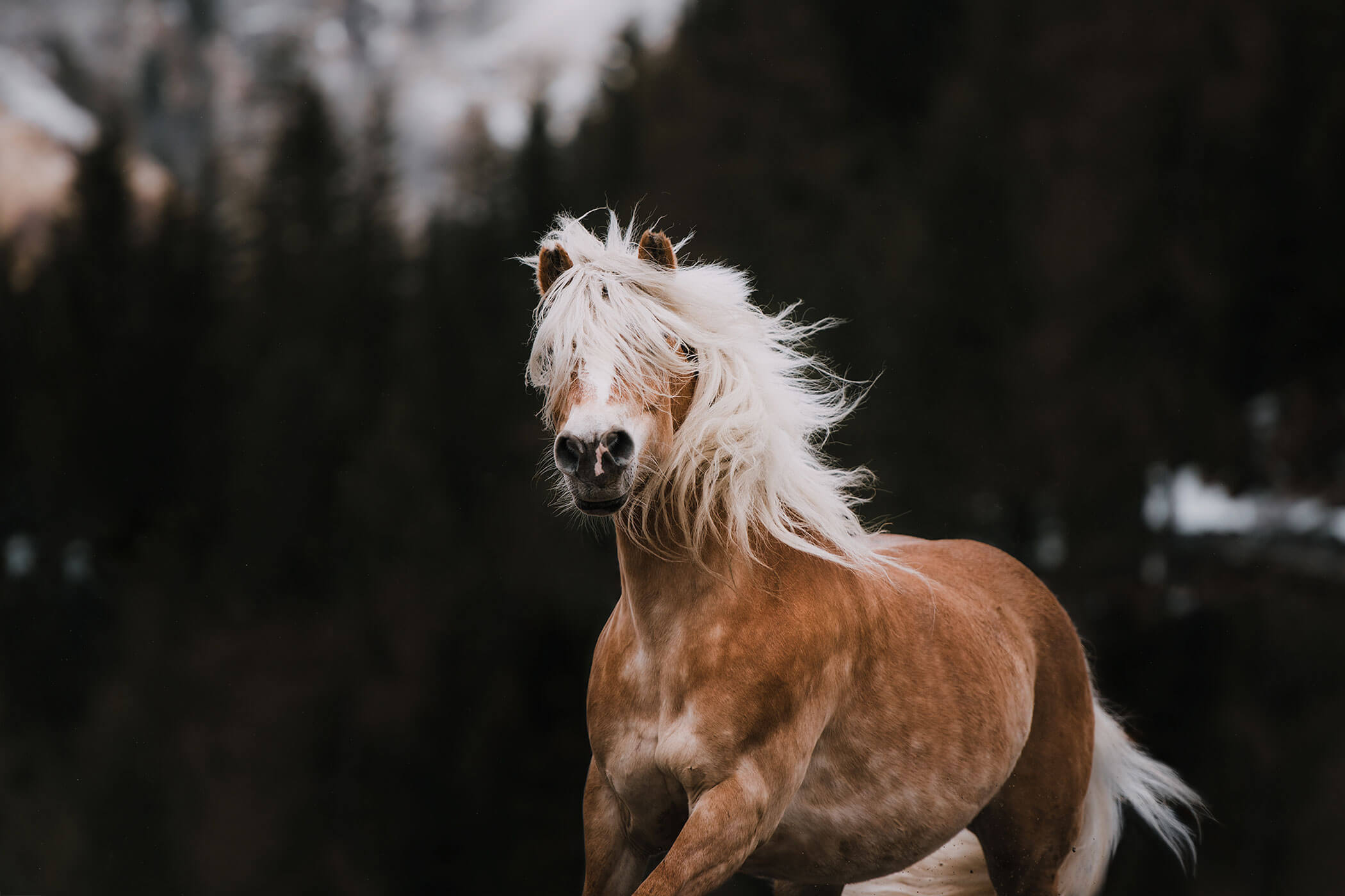 Pferdezucht - Steinerhof