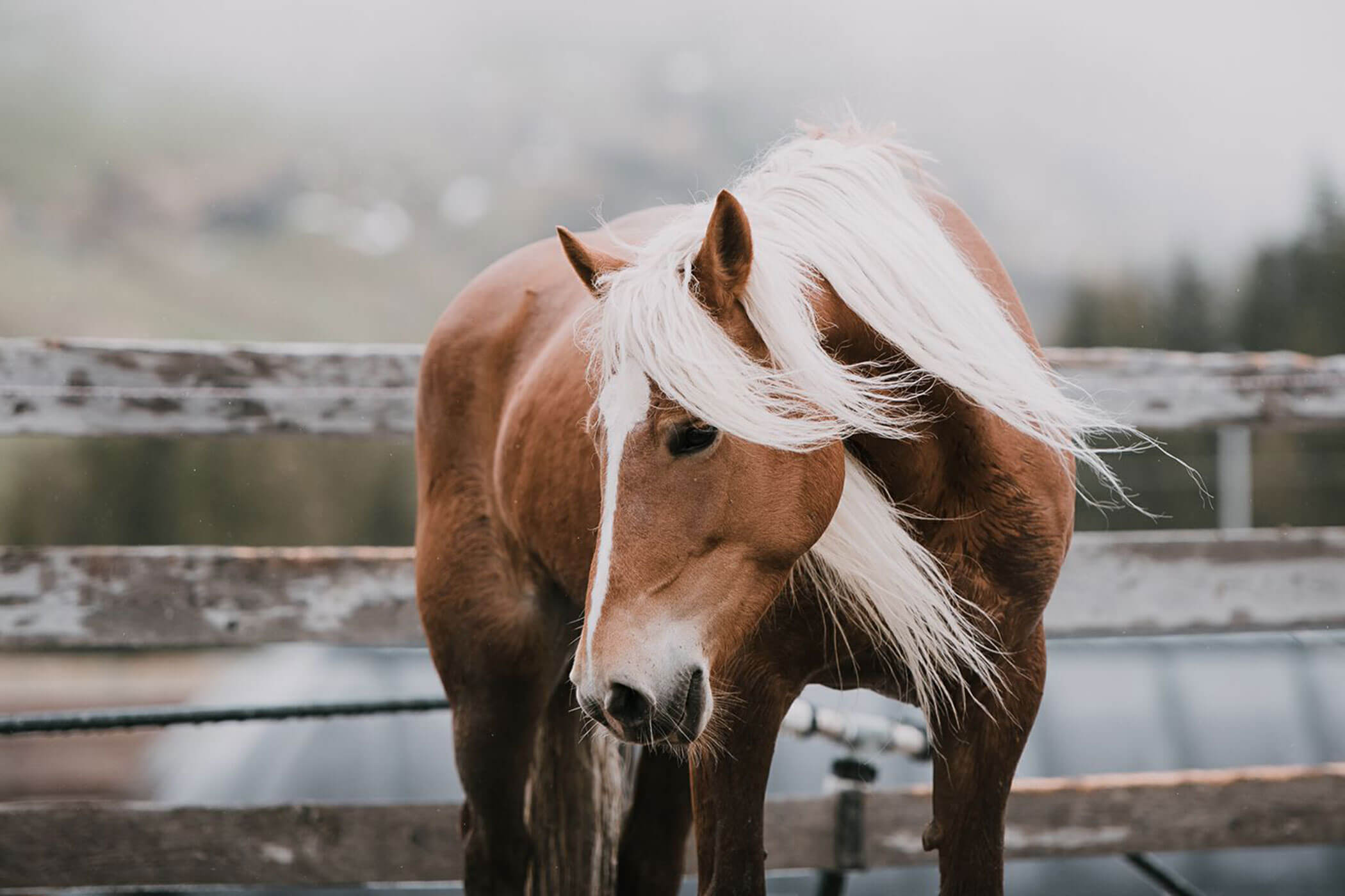 Haflinger - Steinerhof